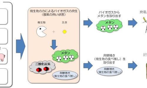 白介子性味与主治-白介子功效与副作用-白介子的用量归经,中国白介子功效网站