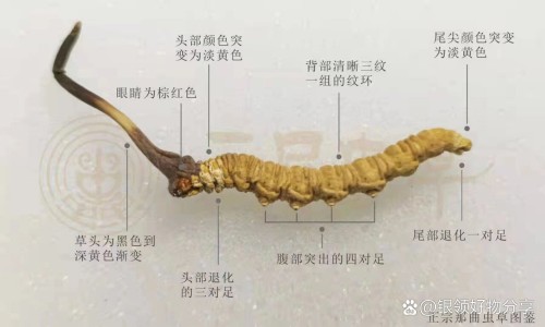 白介子功效与副作用-白介子的用量归经,中国白介子功效网站