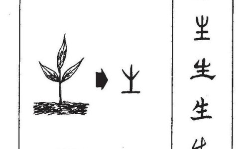 白介子功效与哪位的功效作用与主治相同-白介子功效与副作用-白介子的用量归经,中国白介子功效网站